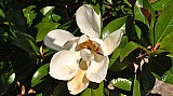 Magnolia virginiana-01.jpg