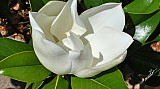 Magnolia virginiana-03.jpg
