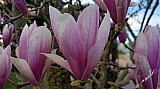 Magnolia-01.jpg