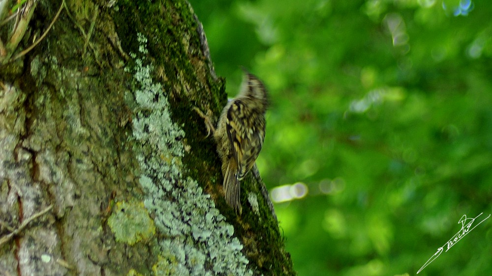 Certhia brachydactyla-02.jpg