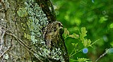 Certhia brachydactyla-01.jpg