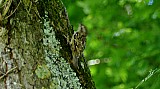 Certhia brachydactyla-02.jpg