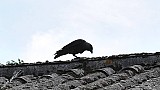 Coloeus monedula-01.jpg