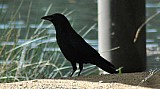 Corvus corax-01.jpg