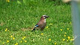 Garrulus glandarius-02.jpg