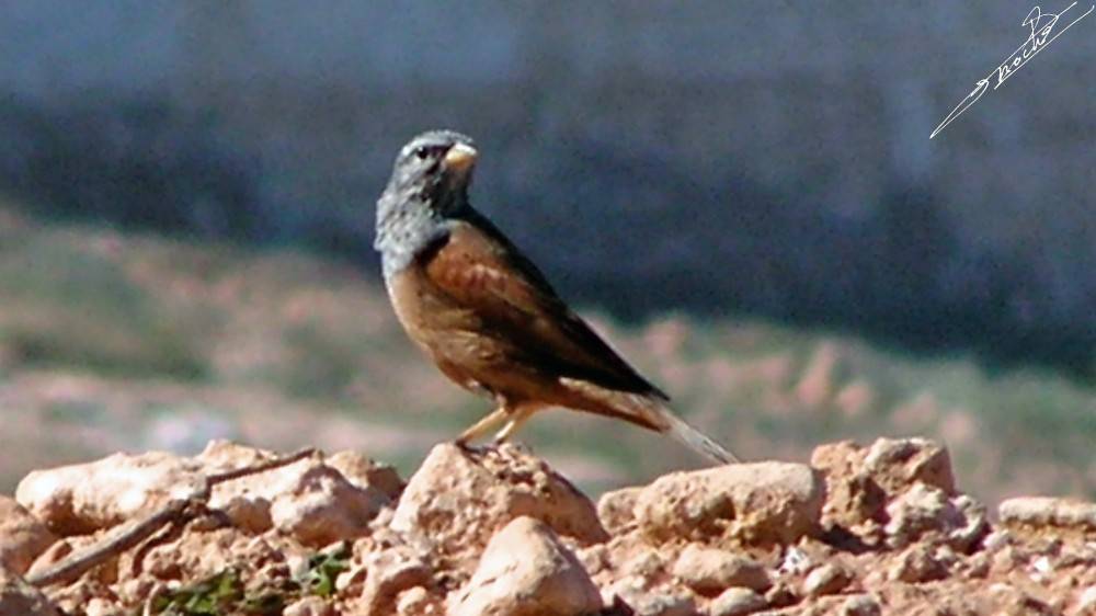 Bruant du Sahara-01.jpg