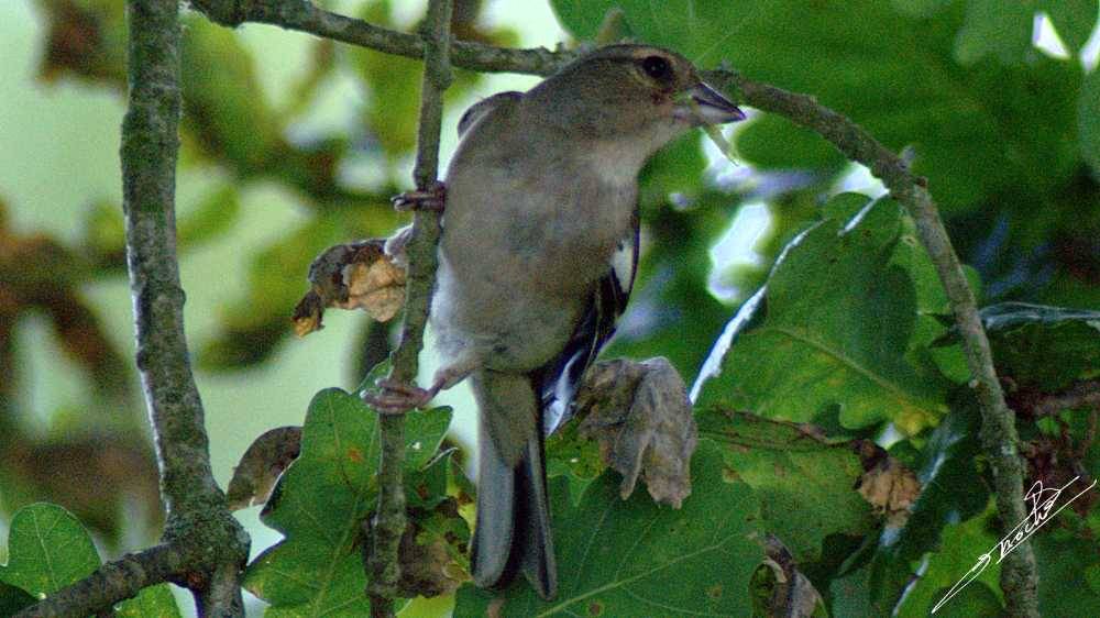 Fringilla coelebs-01.jpg