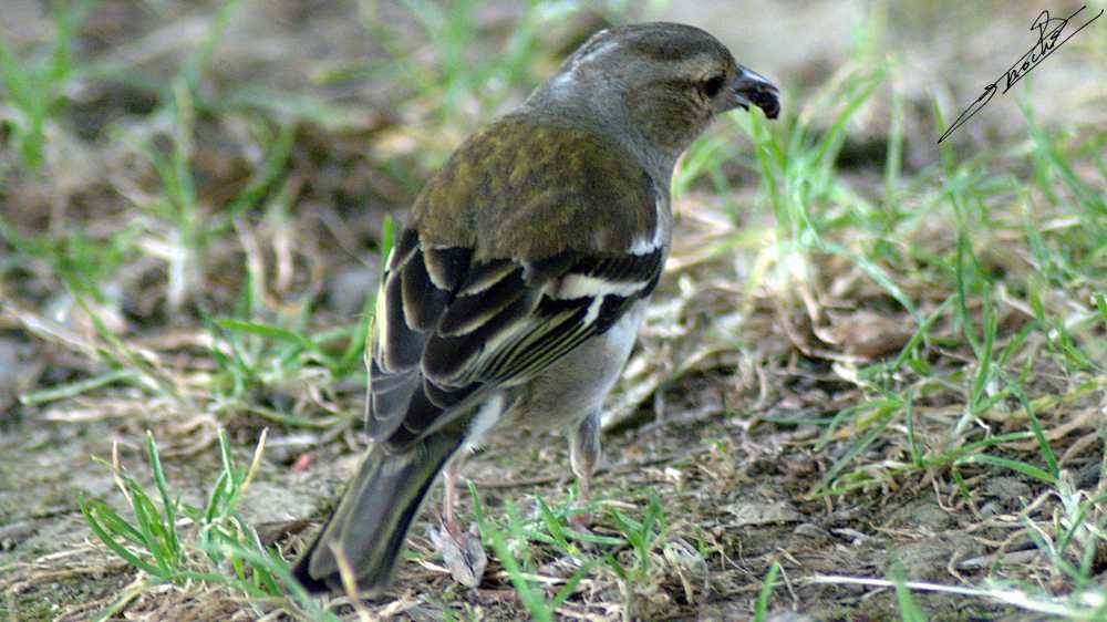 Fringilla coelebs-02.jpg