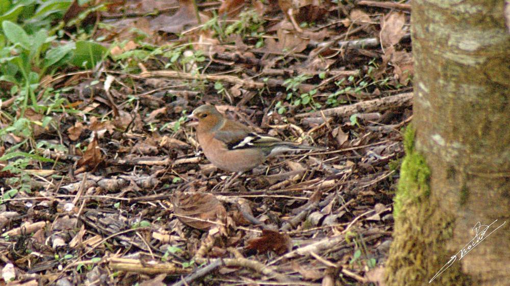 Fringilla coelebs-03.jpg