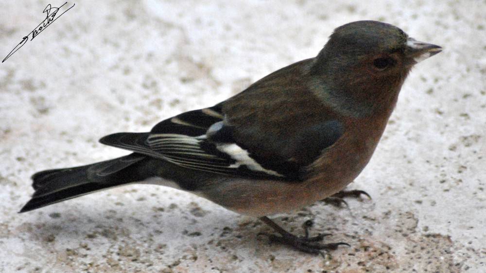 Fringilla coelebs-05.jpg