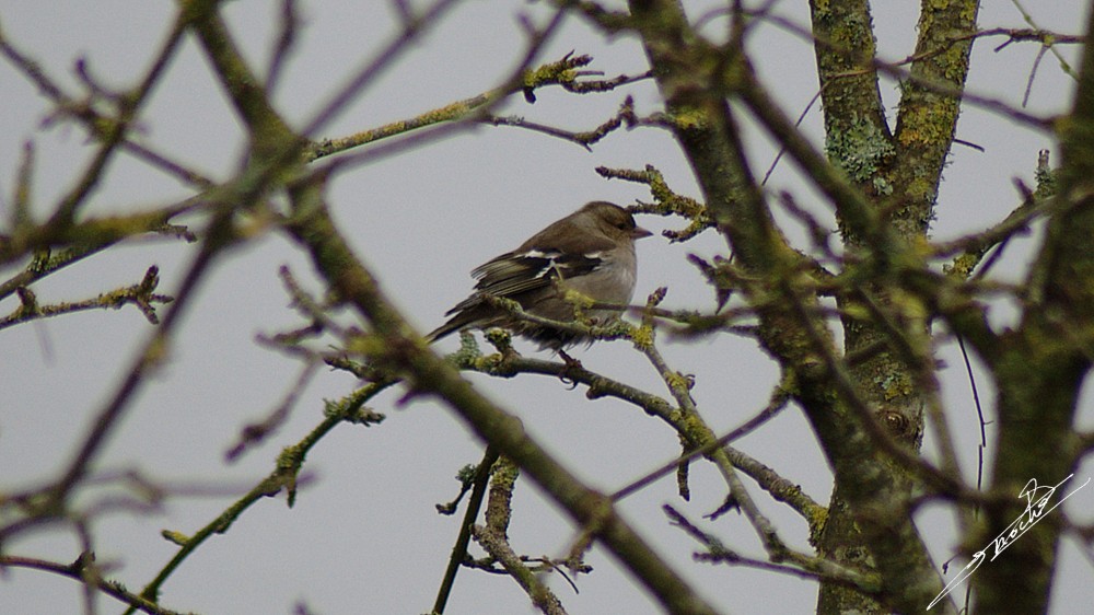 Fringilla coelebs-06.jpg