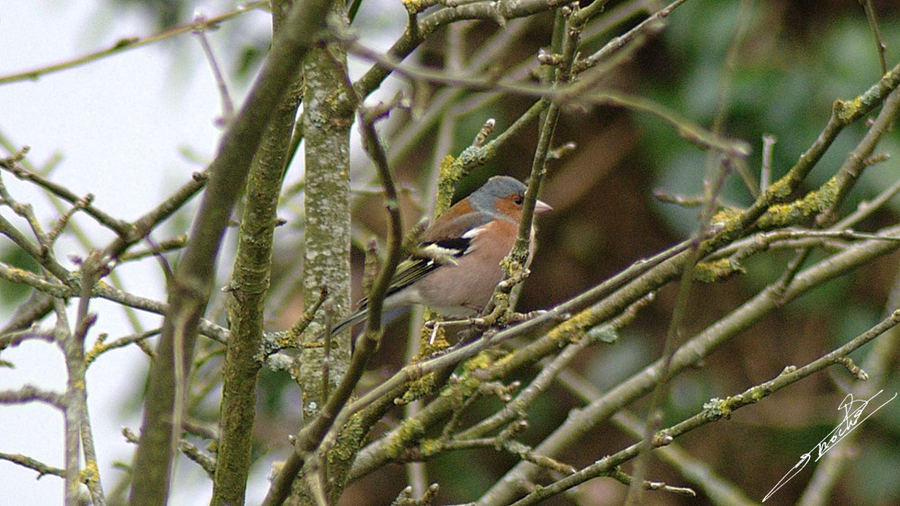 Fringilla coelebs-07.jpg