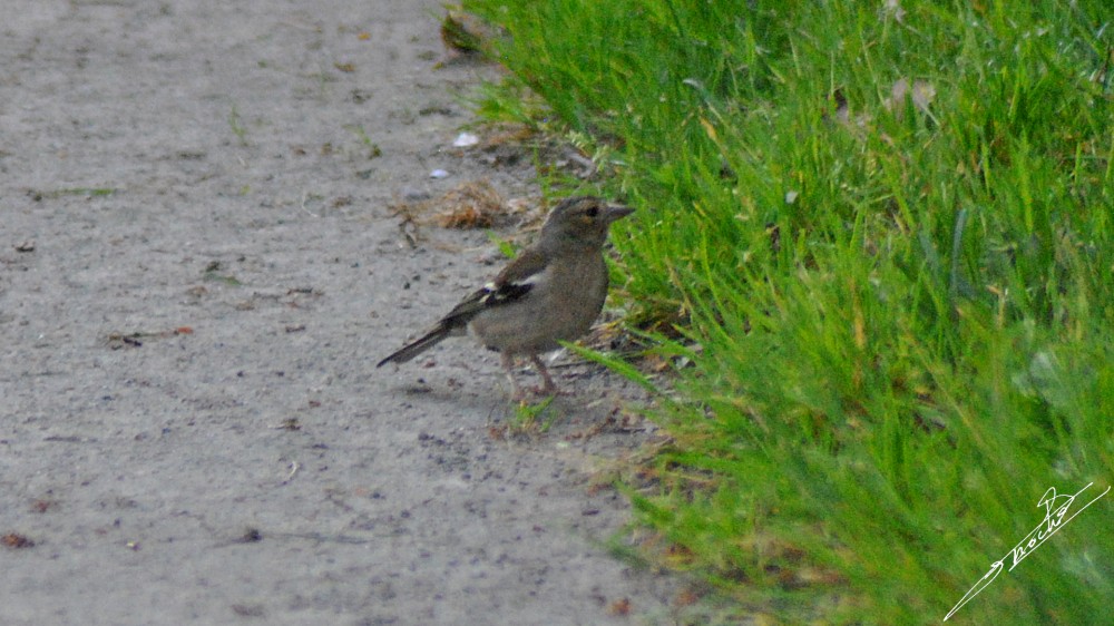 Fringilla coelebs-08.jpg