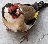 Carduelis carduelis-01.jpg Carduelis carduelis-01.jpg