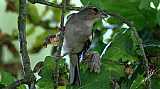 Fringilla coelebs-01.jpg Fringilla coelebs-01.jpg