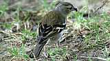 Fringilla coelebs-02.jpg Fringilla coelebs-02.jpg