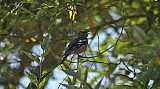 Fringilla coelebs-04.jpg Fringilla coelebs-04.jpg