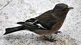 Fringilla coelebs-05.jpg Fringilla coelebs-05.jpg
