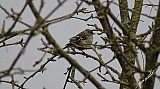 Fringilla coelebs-06.jpg Fringilla coelebs-06.jpg
