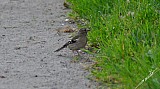 Fringilla coelebs-08.jpg Fringilla coelebs-08.jpg
