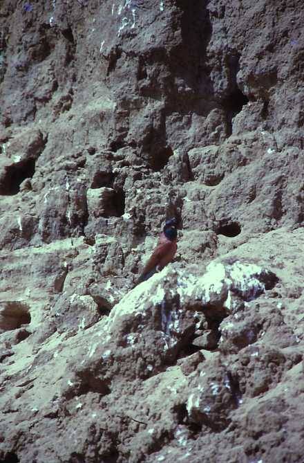 Guepier ecarlate-01.jpg