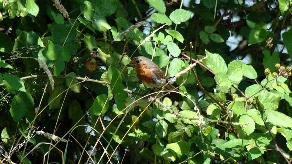 Erithacus rubecula-01.jpg