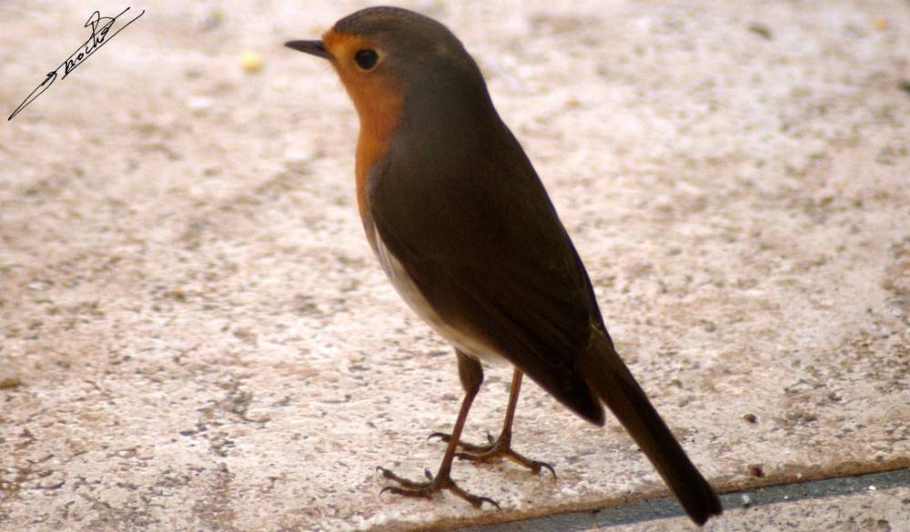 Erithacus rubecula-02.jpg