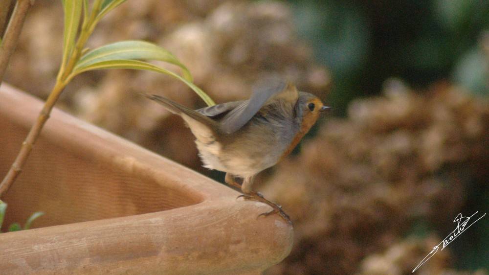 Erithacus rubecula-03.jpg