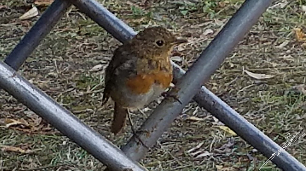 Erithacus rubecula-04.jpg