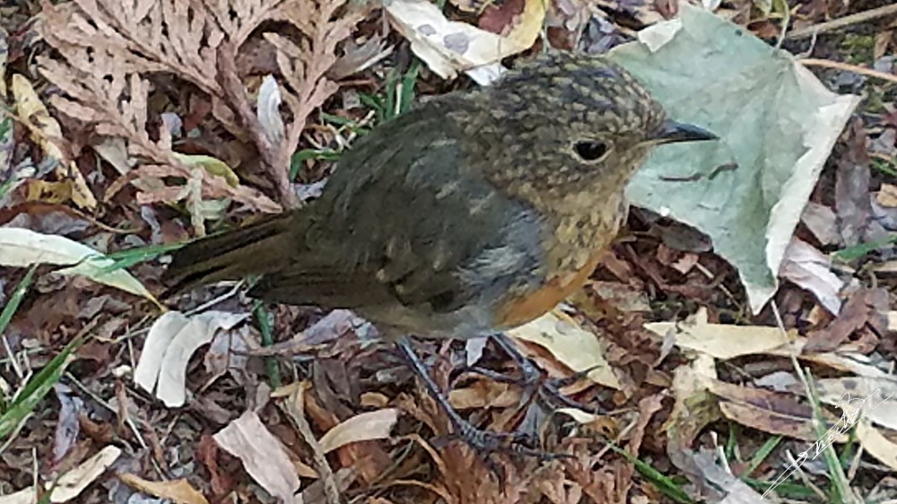 Erithacus rubecula-05.jpg