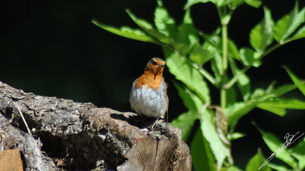 Erithacus rubecula-06.jpg