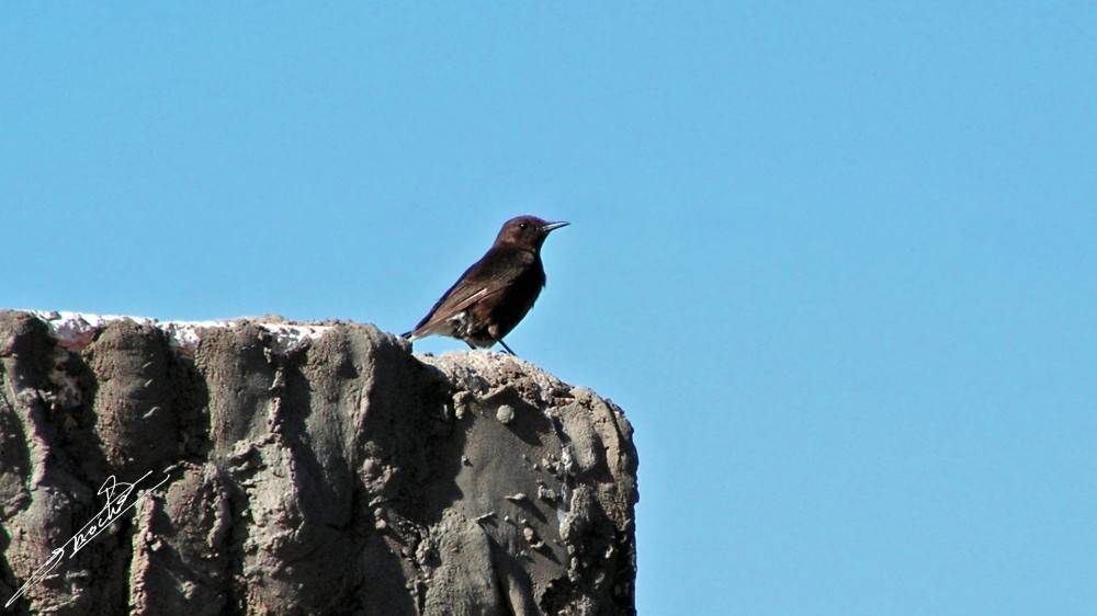 Oenanthe leucura-01.jpg