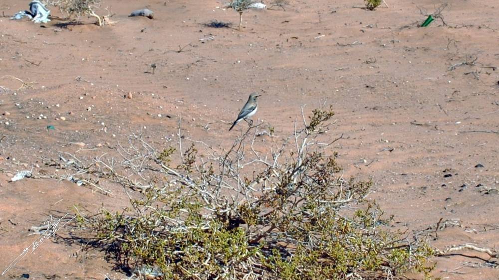 Oenanthe xanthoprymna.jpg