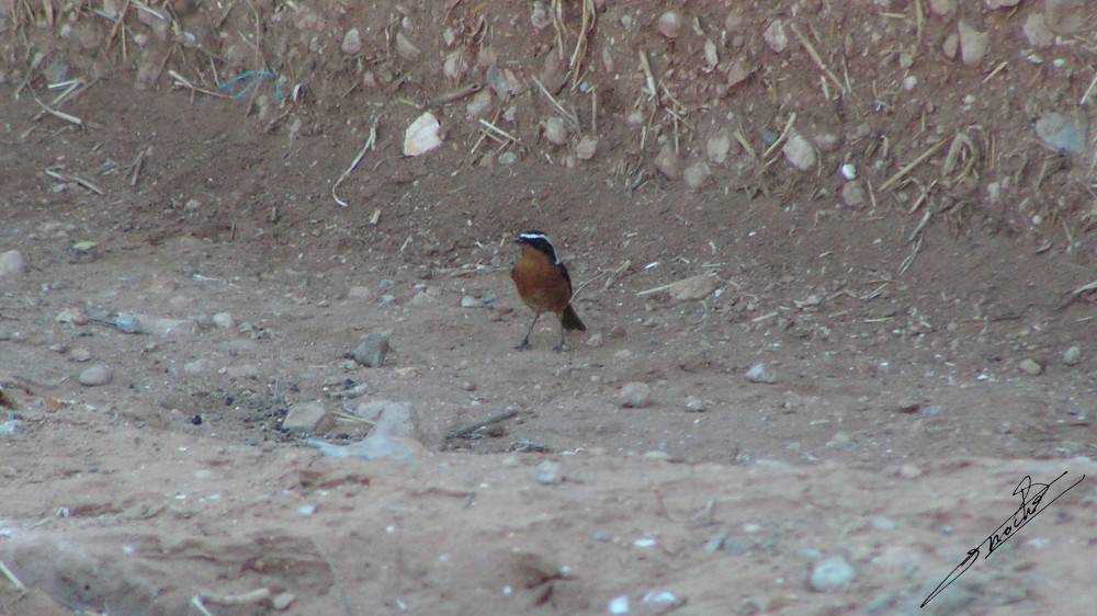 Rougequeue de Moussier-02.jpg