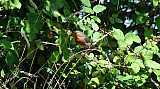 Erithacus rubecula-01.jpg Erithacus rubecula-01.jpg