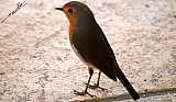 Erithacus rubecula-02.jpg Erithacus rubecula-02.jpg
