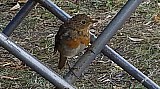 Erithacus rubecula-04.jpg Erithacus rubecula-04.jpg