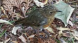 Erithacus rubecula-05.jpg Erithacus rubecula-05.jpg