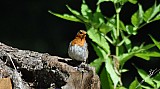 Erithacus rubecula-06.jpg Erithacus rubecula-06.jpg