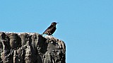 Oenanthe leucura-01.jpg Oenanthe leucura-01.jpg