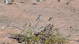 Oenanthe xanthoprymna.jpg Oenanthe xanthoprymna.jpg
