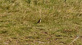 Traquet Motteux-01.jpg Traquet Motteux-01.jpg