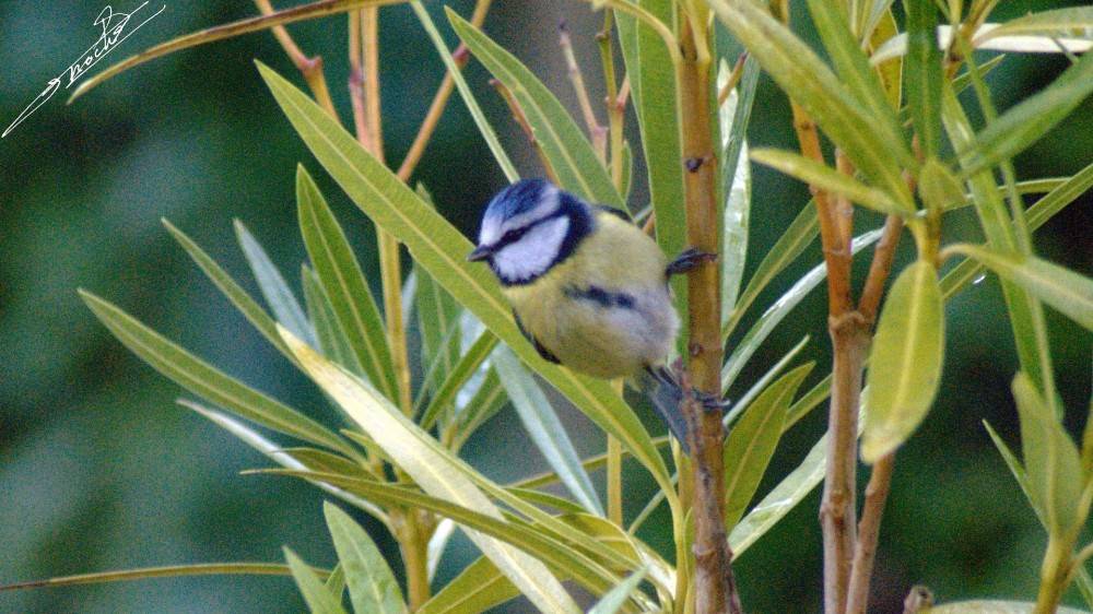 Mesange bleue-01.jpg