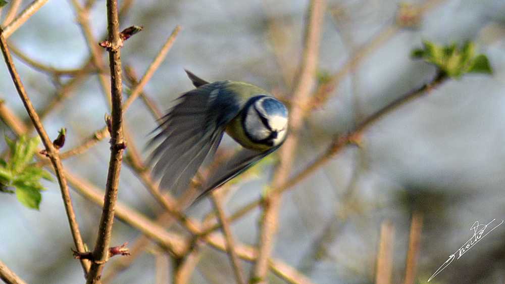 Mesange bleue-05.jpg
