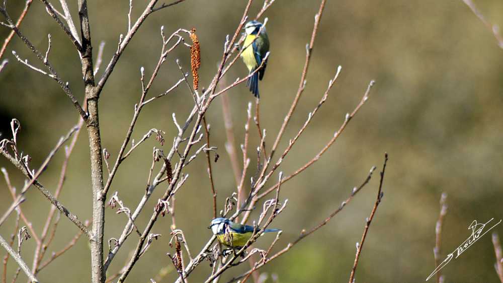Mesange bleue-06.jpg