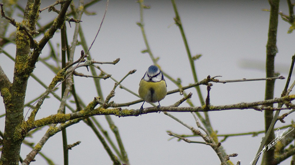Mesange bleue-07.jpg