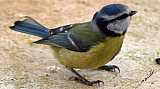 Mesange bleue-02.jpg Mesange bleue-02.jpg