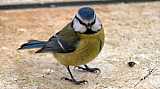 Mesange bleue-03.jpg Mesange bleue-03.jpg