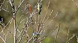 Mesange bleue-06.jpg Mesange bleue-06.jpg
