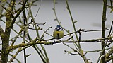 Mesange bleue-07.jpg Mesange bleue-07.jpg